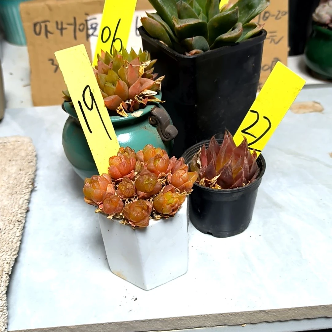 满6元包邮,#四颗不同小玉露老苗3.5元