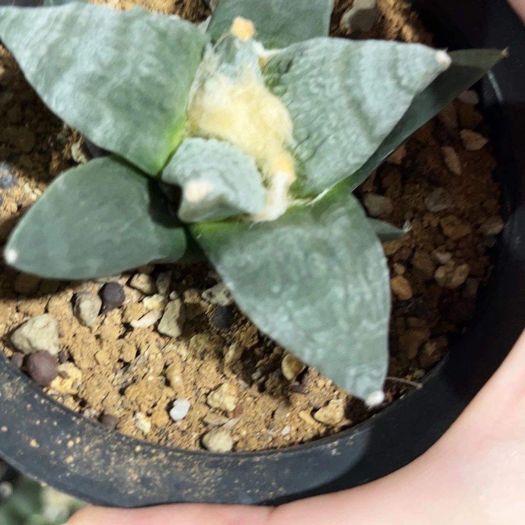 40号实生全白霜村主怒涛牡丹