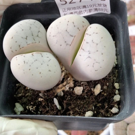 5274，大白大双头如图