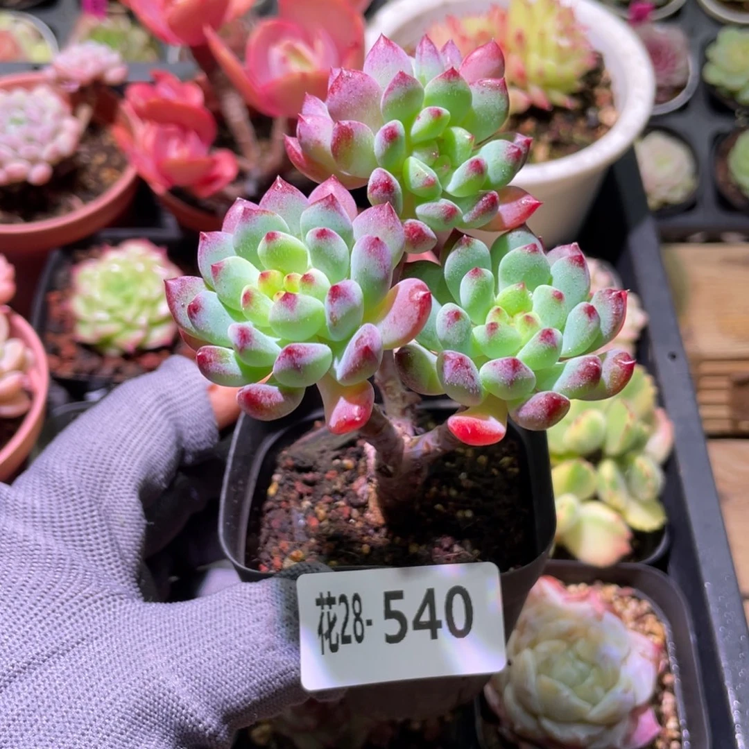 花利美28-540蓝苹果