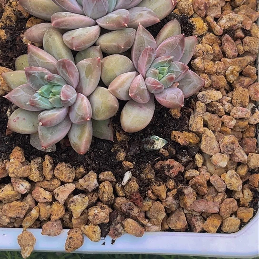 0420下午多肉植物群生