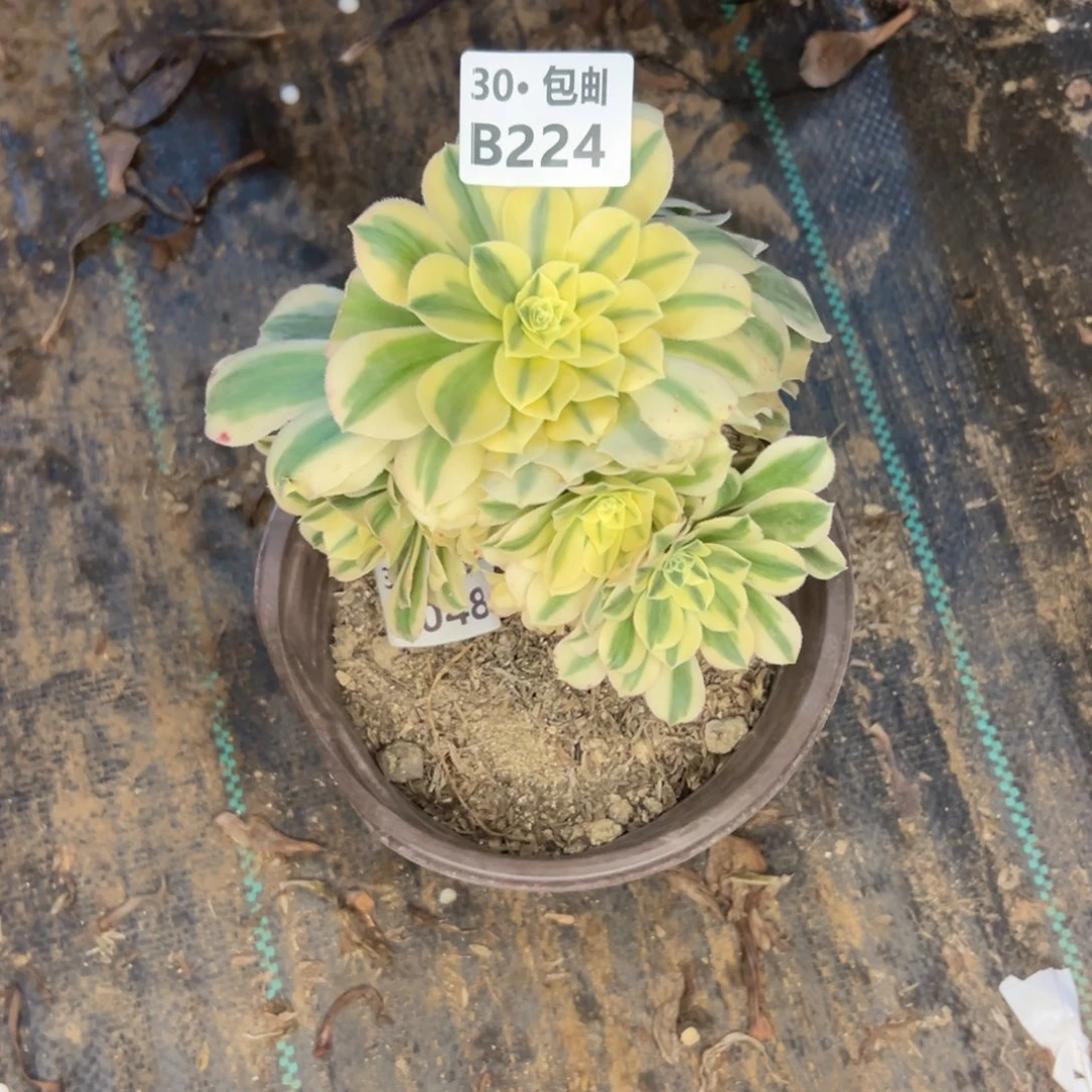 嫣*224 多肉不包断枝