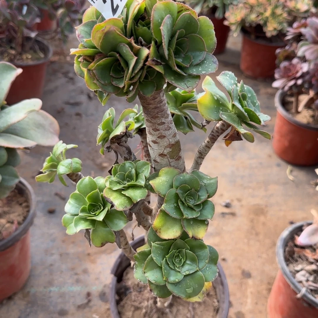 绿玫瑰多肉273满28包邮断枝不包