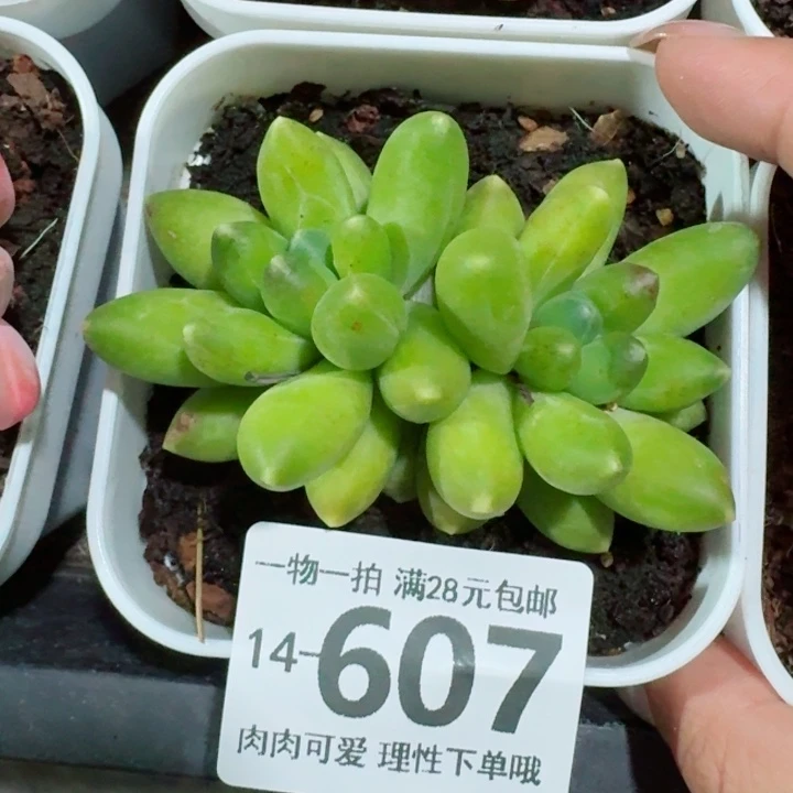 千代田多肉无盆土发货多肉多