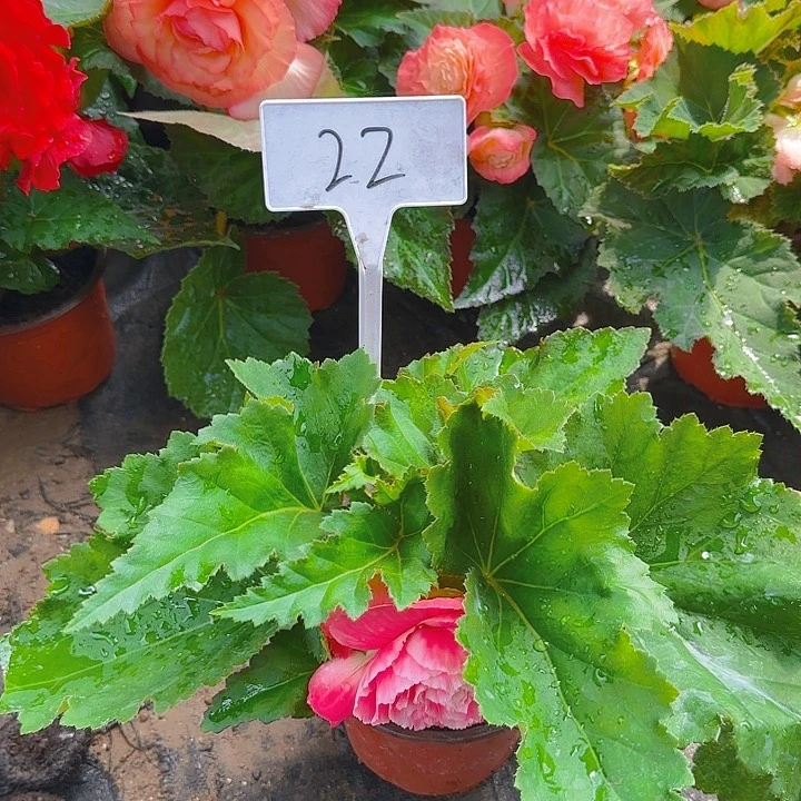 无花朵夫妻海棠种球系列22