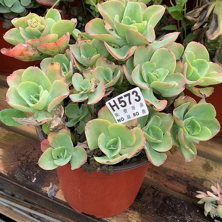 杂交大群 非偏远38包邮 节后发
