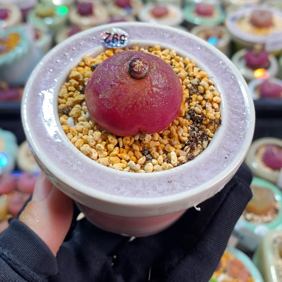 瓦*黑6029--一物一拍 带盆