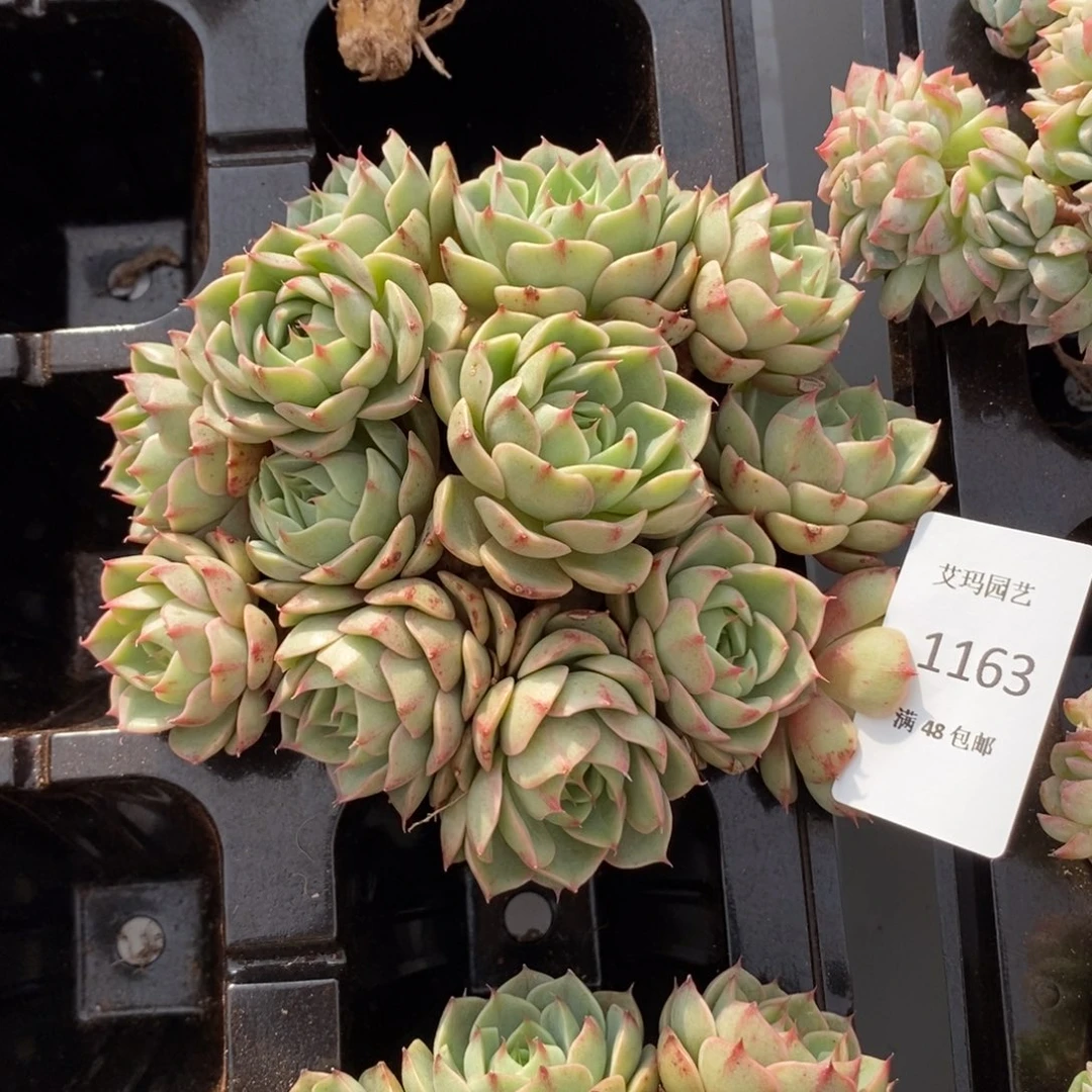 笨吧迪斯群生多肉多肉1163