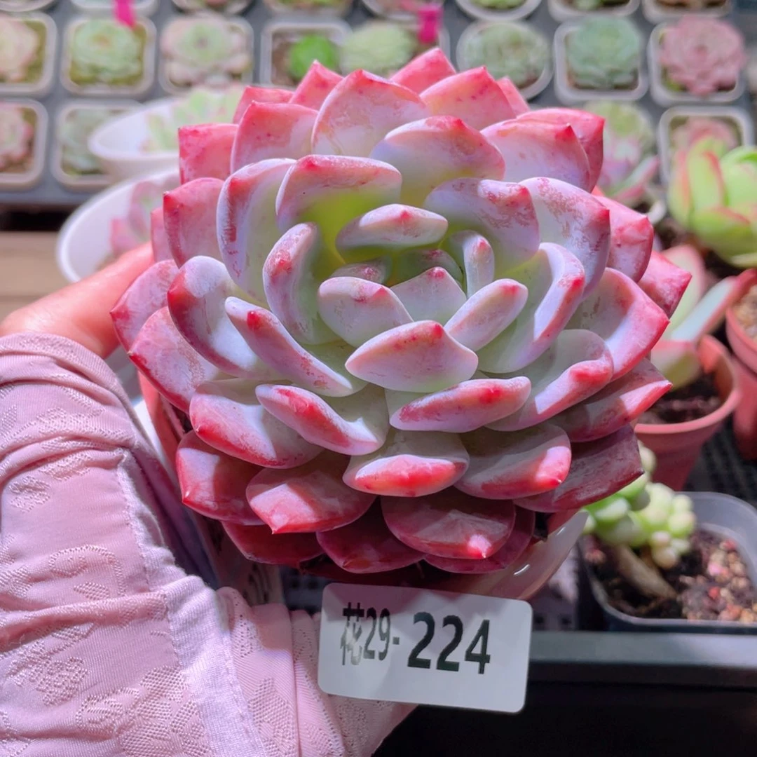 花利美29-224橙梦露