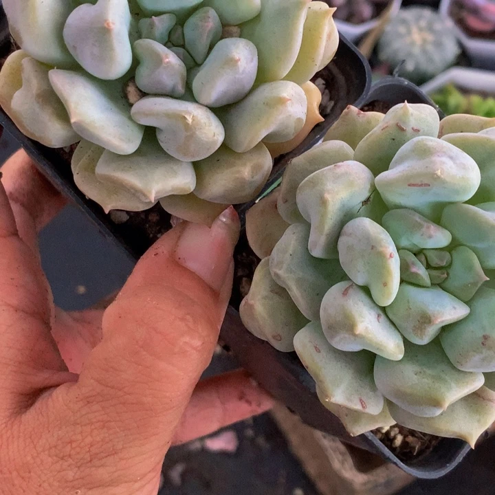 超奶  （满9.99包邮不满9.99发叶子）