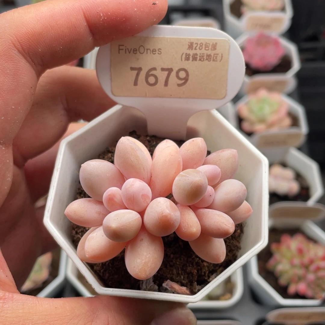 粉色恋人7679-5.5厘米