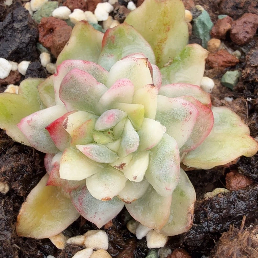 东云锦，多肉植物