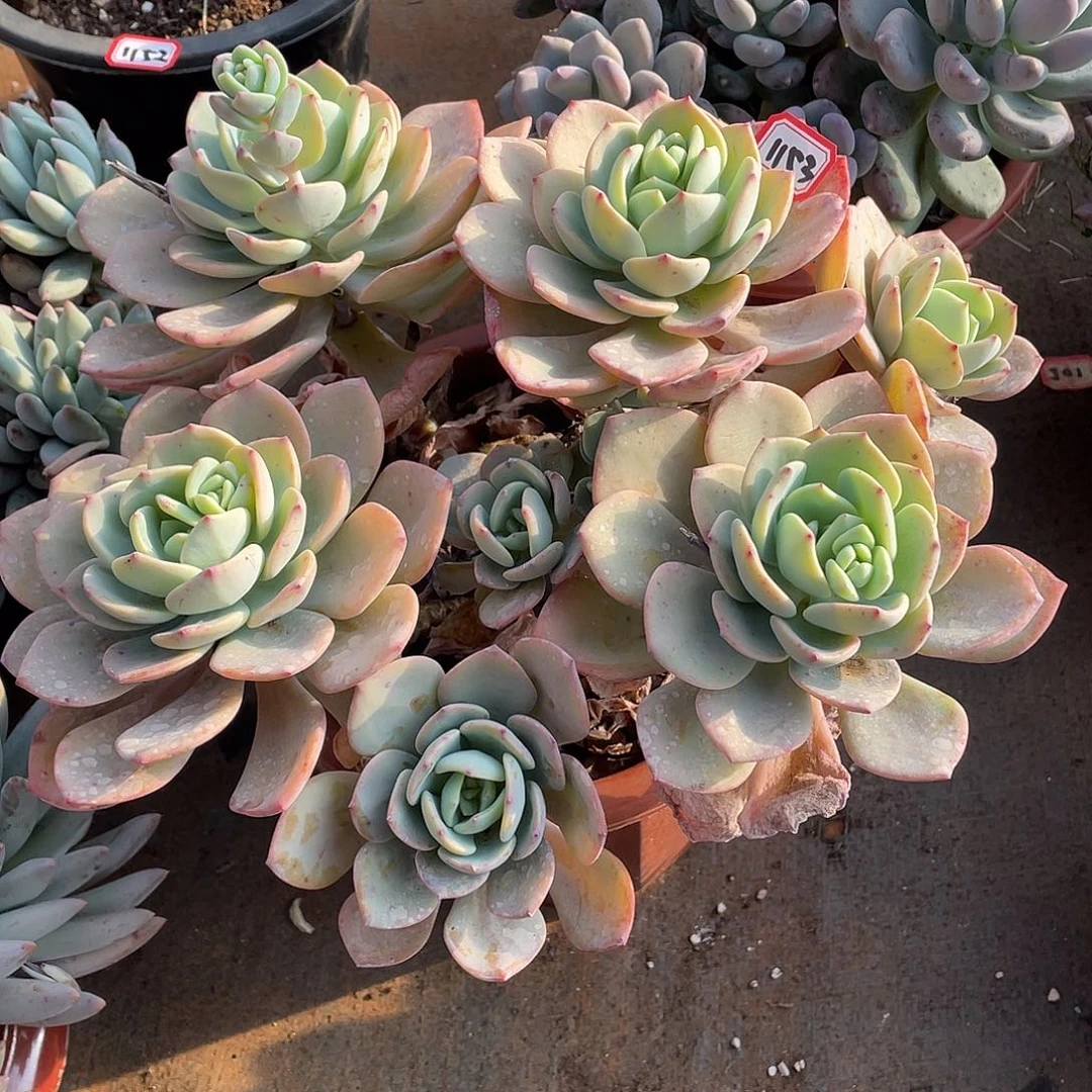 1153白月光 一物一拍多肉