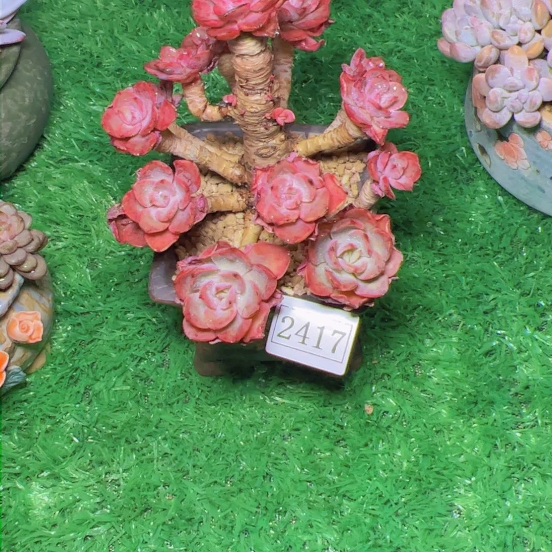 飘泪无痕2417多肉植物