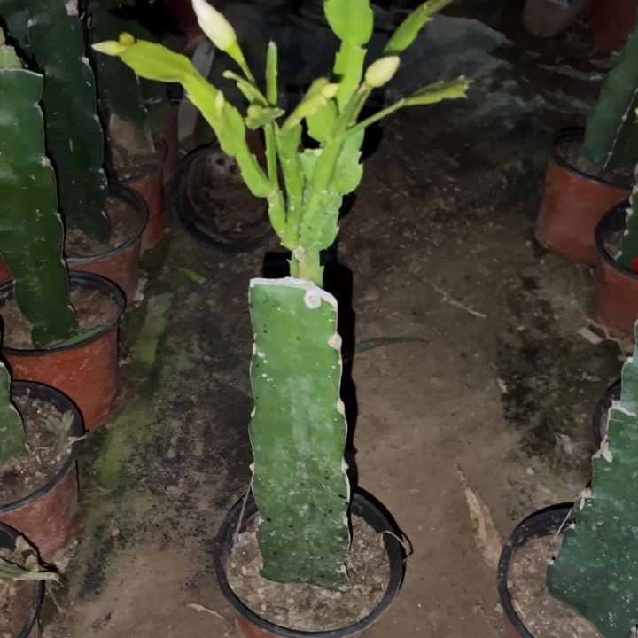 孔***孔当前无花栽培后可以开花雅丝147