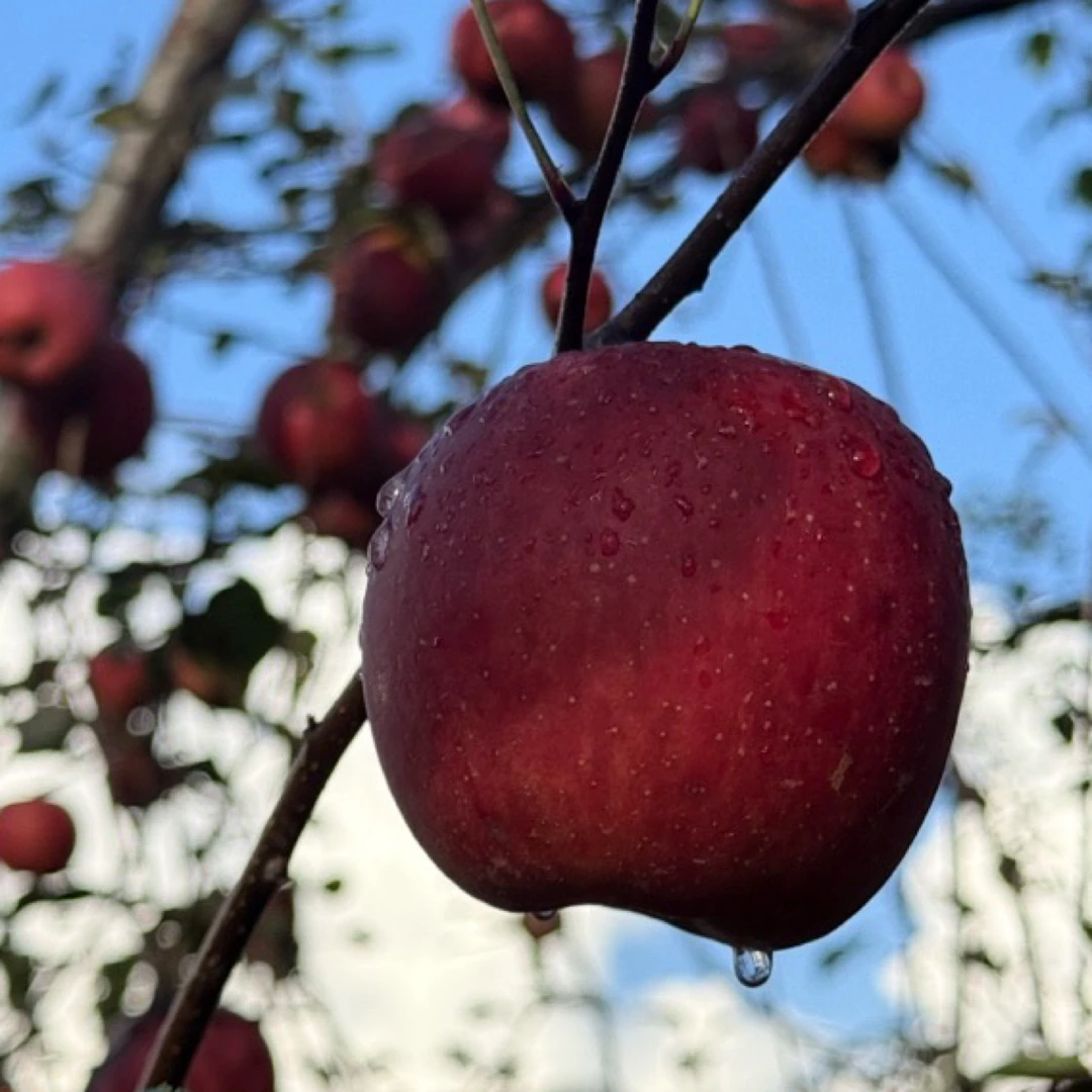 四川盐源丑红富士苹果新鲜现摘现发当季水果