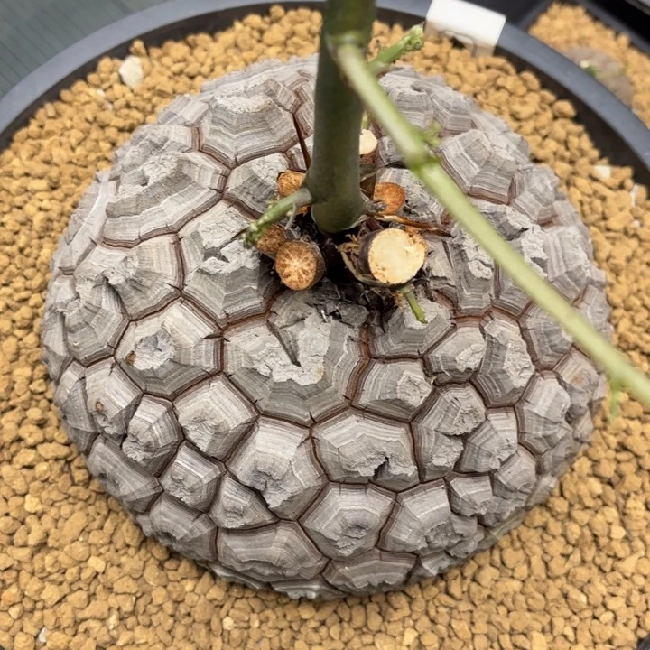 6800号龟甲龙带盆包邮18尺寸