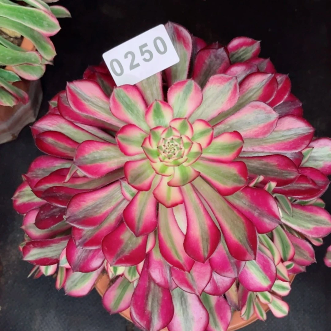 红白优选多肉发货