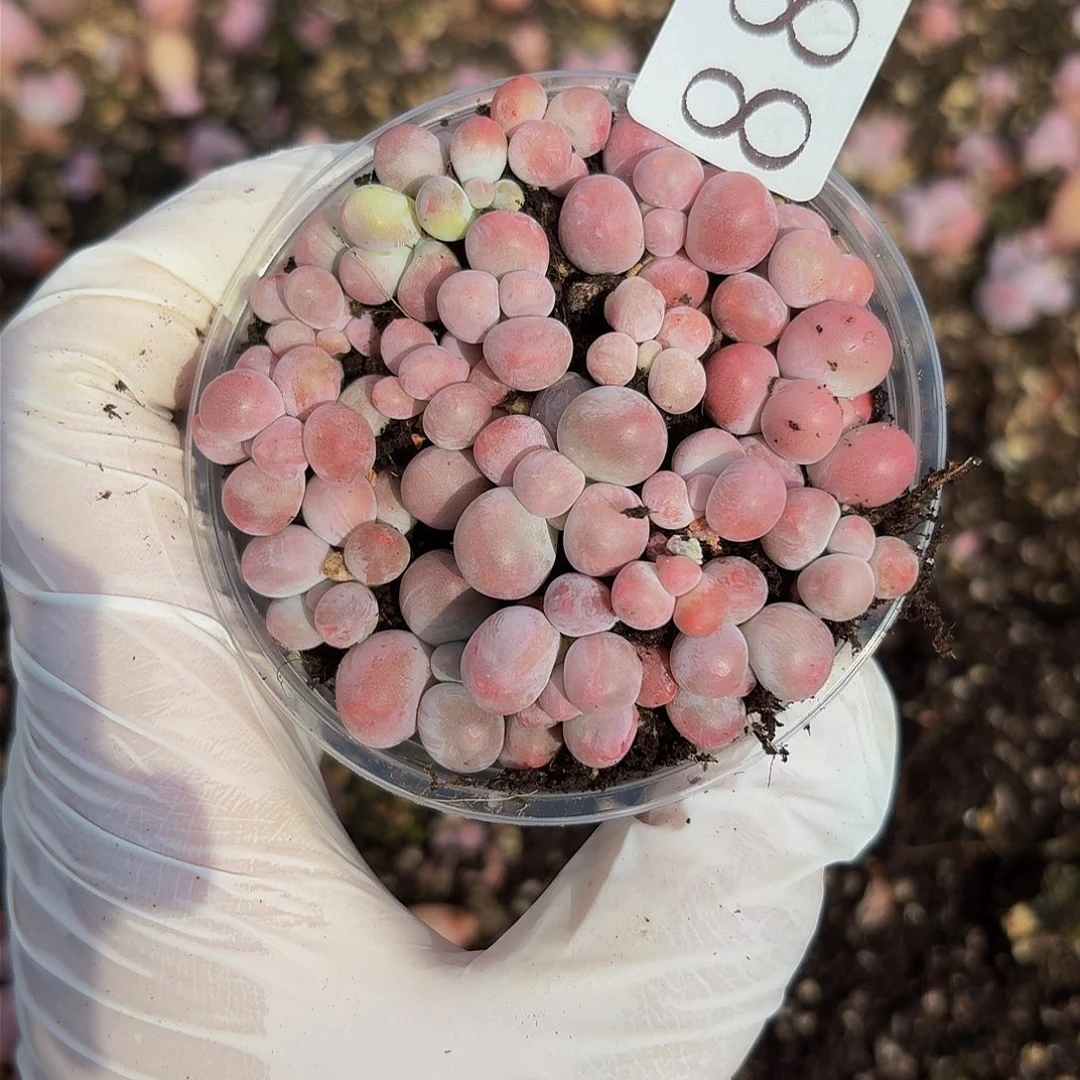 多肉植物多肉植物885