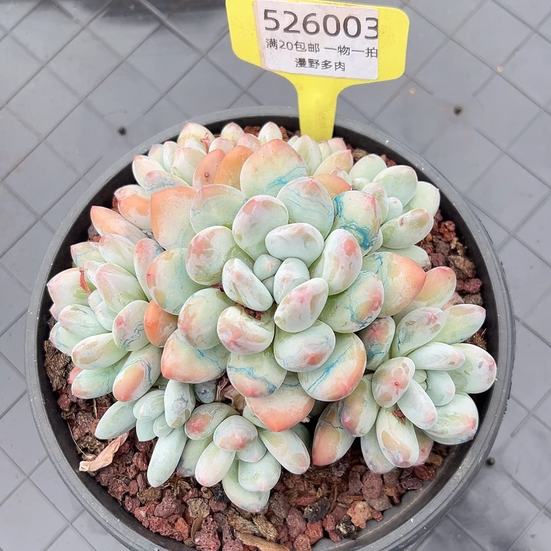 526003 香水宝贝精控手捧无砍老桩