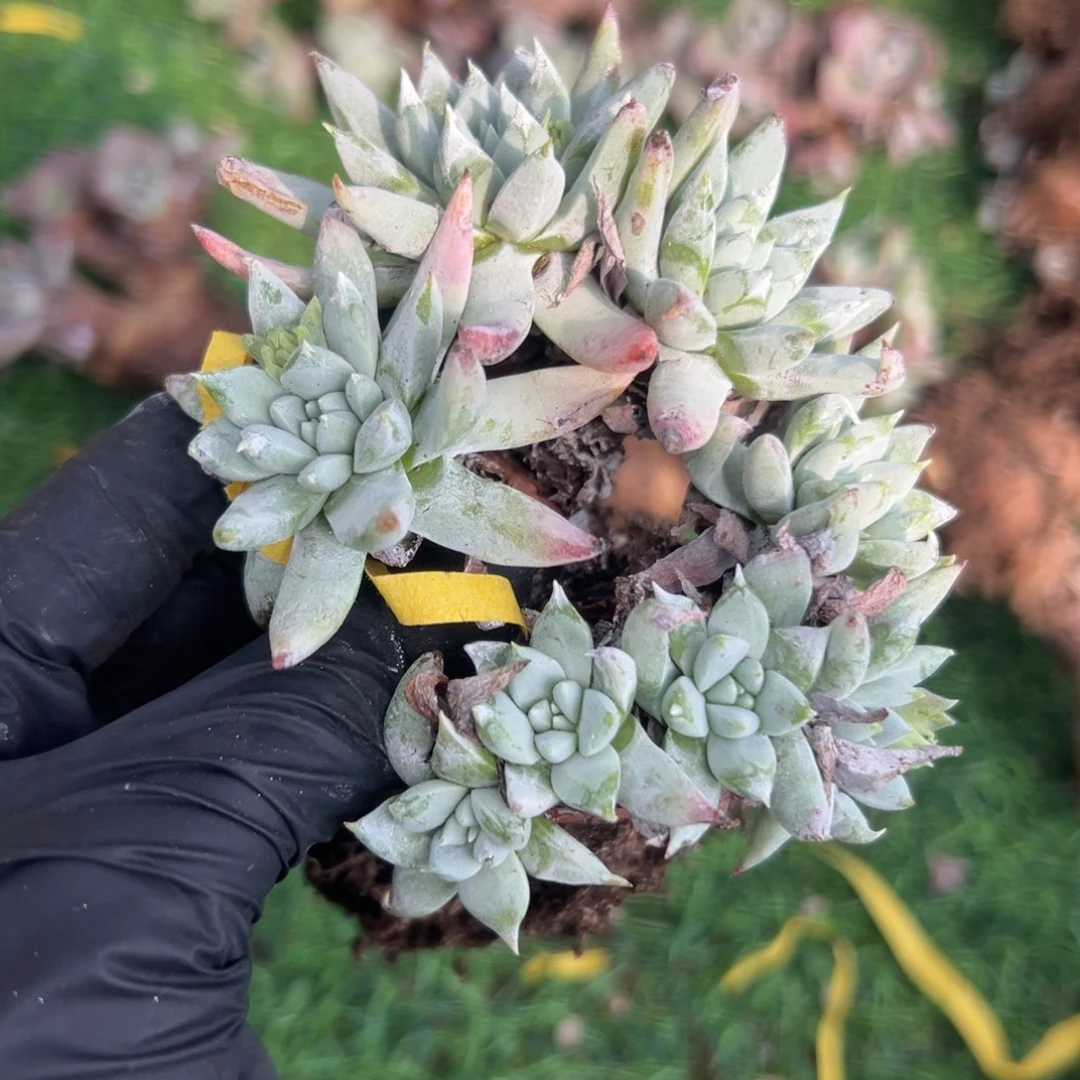 +***7谢谢宝～一物一拍8052