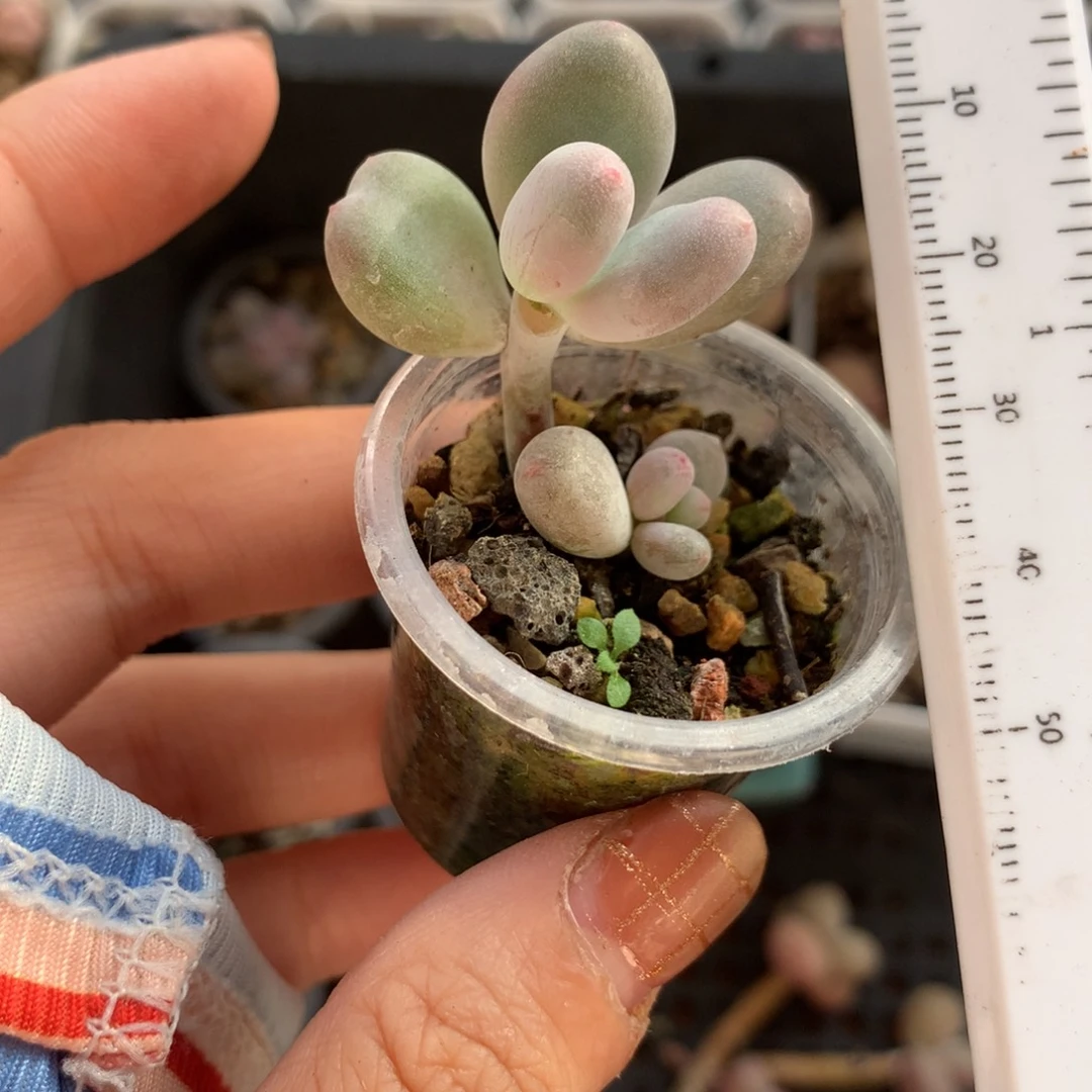 彩虹 不满28发到付，发一片叶，~