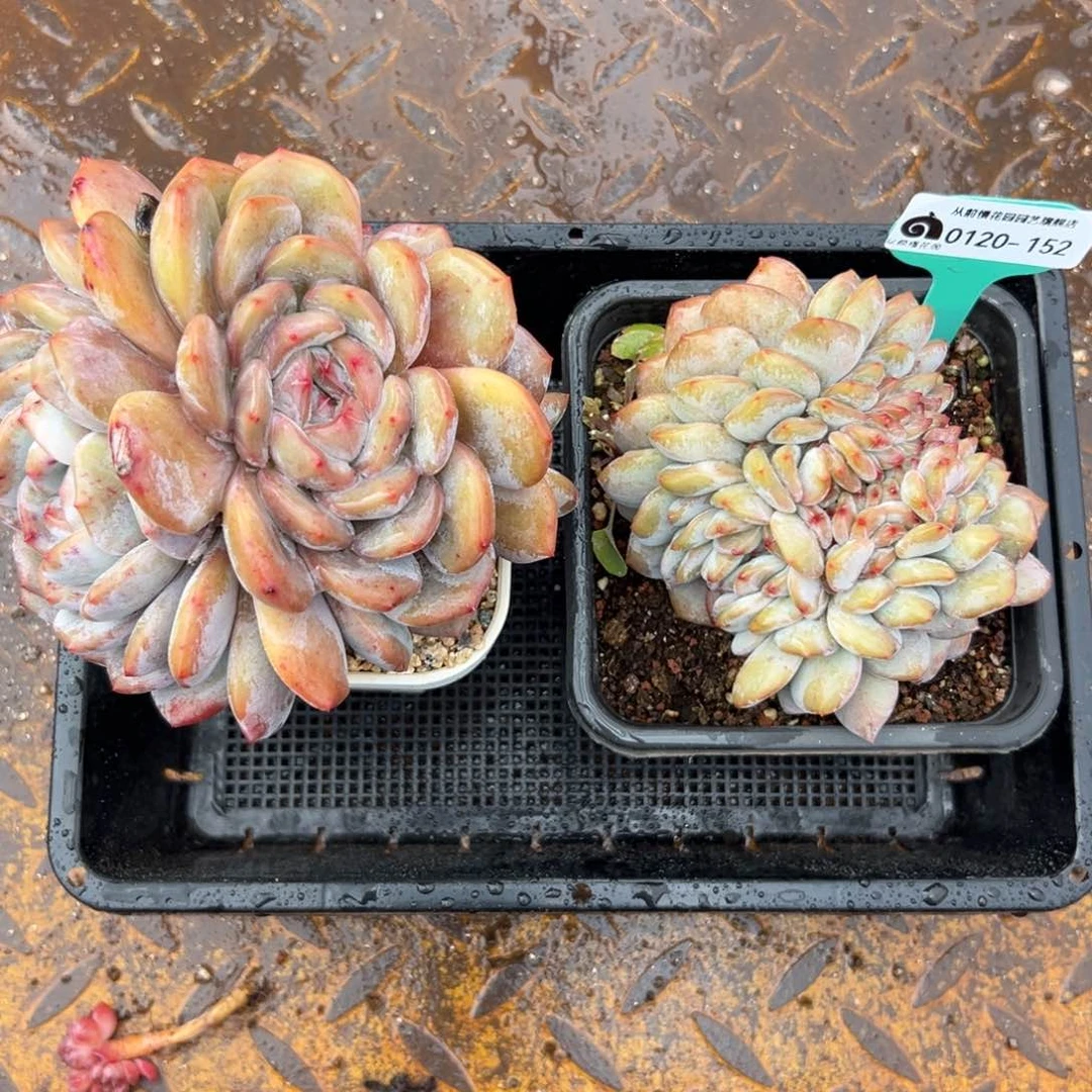 多肉编号0120-152