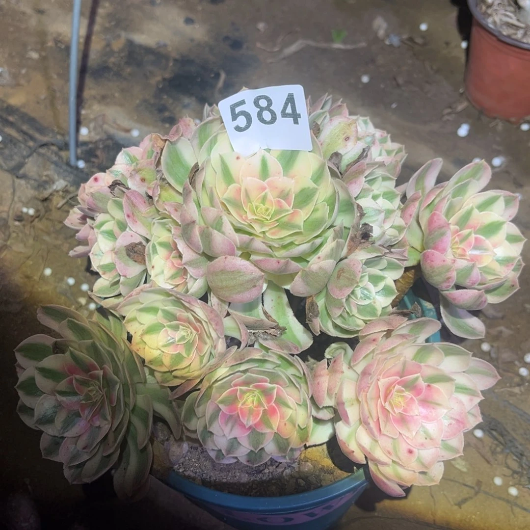 荔枝多肉法师584号