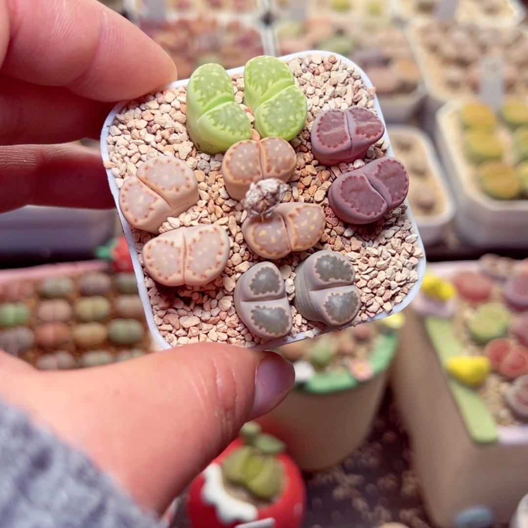 693号带盆盆人包邮发货