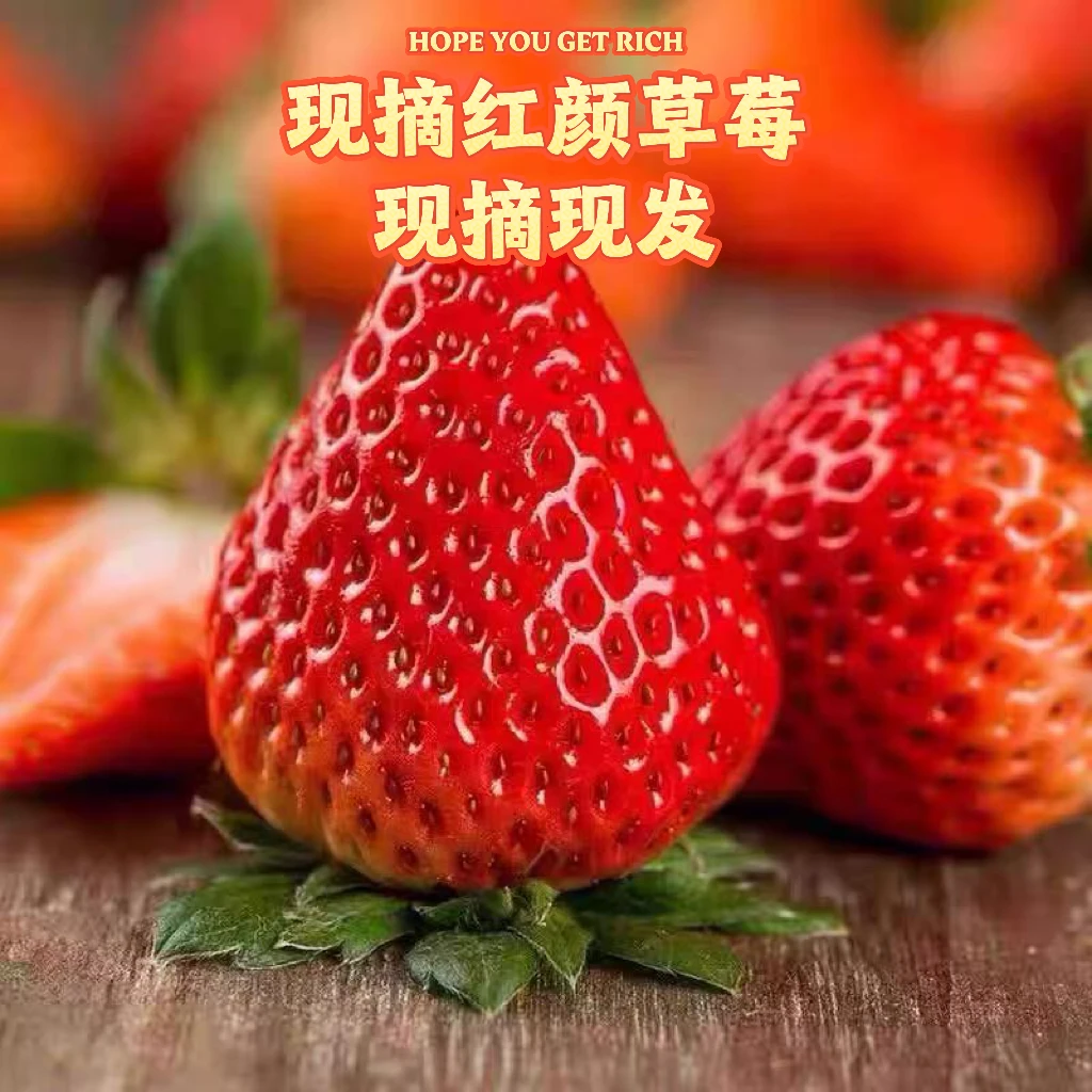 【顺丰快运】现摘红颜草莓大果1.5kg装【送1斤到手3斤】