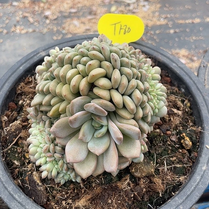 爱丽儿缀化多肉植物180