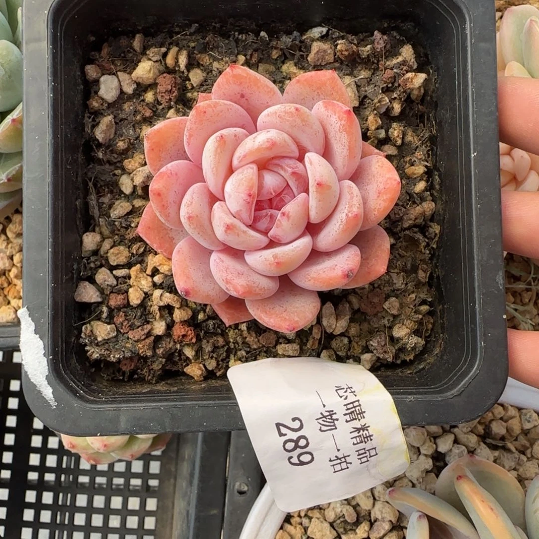 闪购精品多肉289号