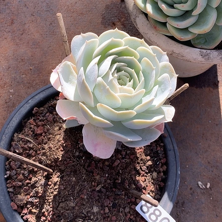 880圣卡一物一拍多肉