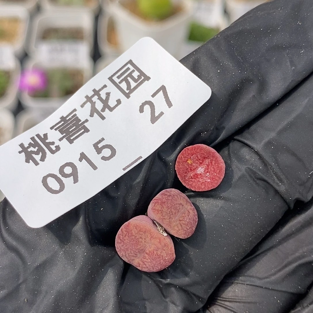 0915-27-杂交福利俩。 脱土