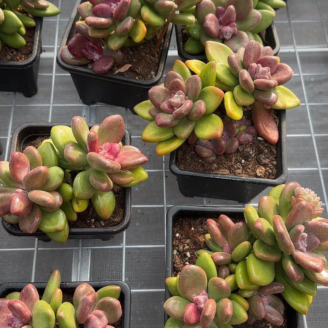 从前慢甄选多肉编号芒果奶