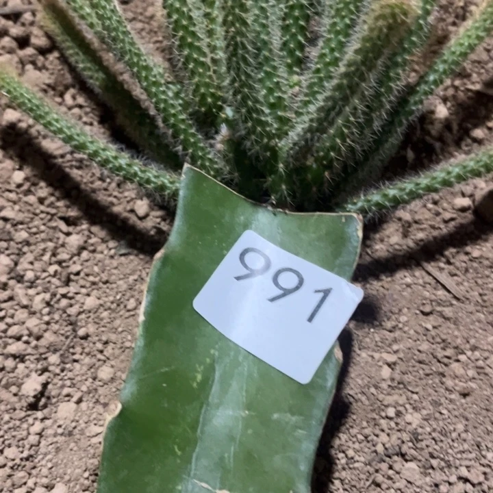 用***7垂吊紫色^_^^_^^_^991