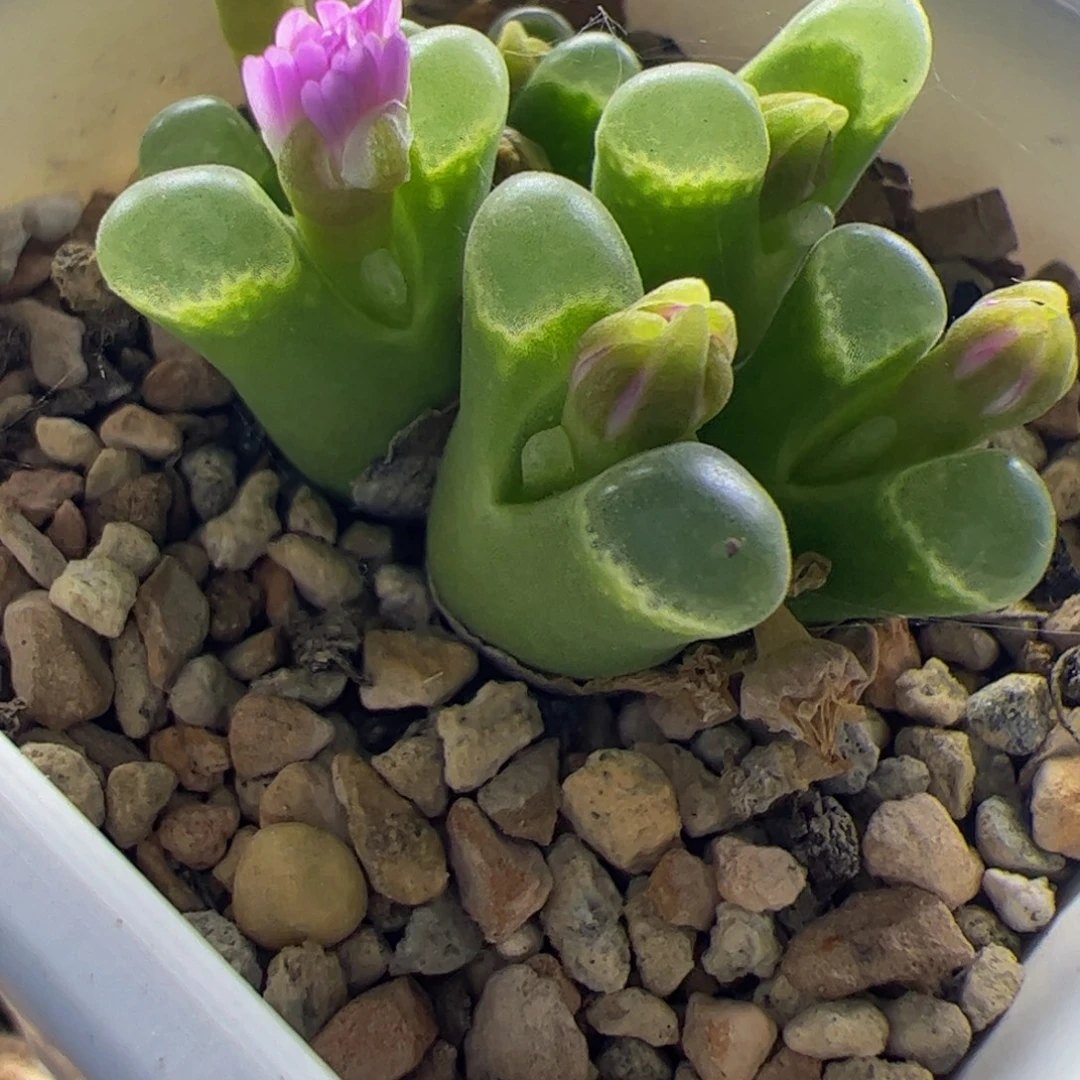 大型佛肚风铃玉6头 088