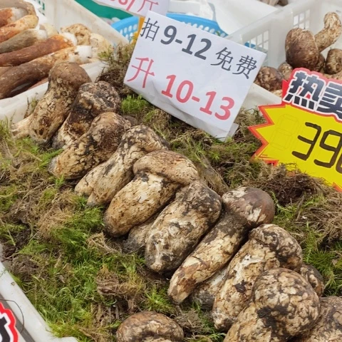 松茸中国大陆松茸