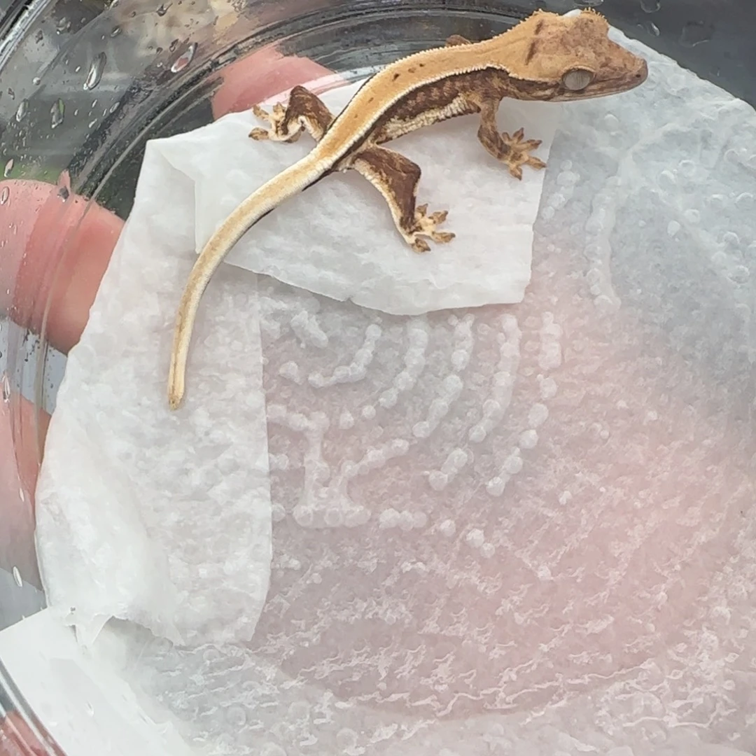 睫角守宫11号宝宝宝宝宝宝