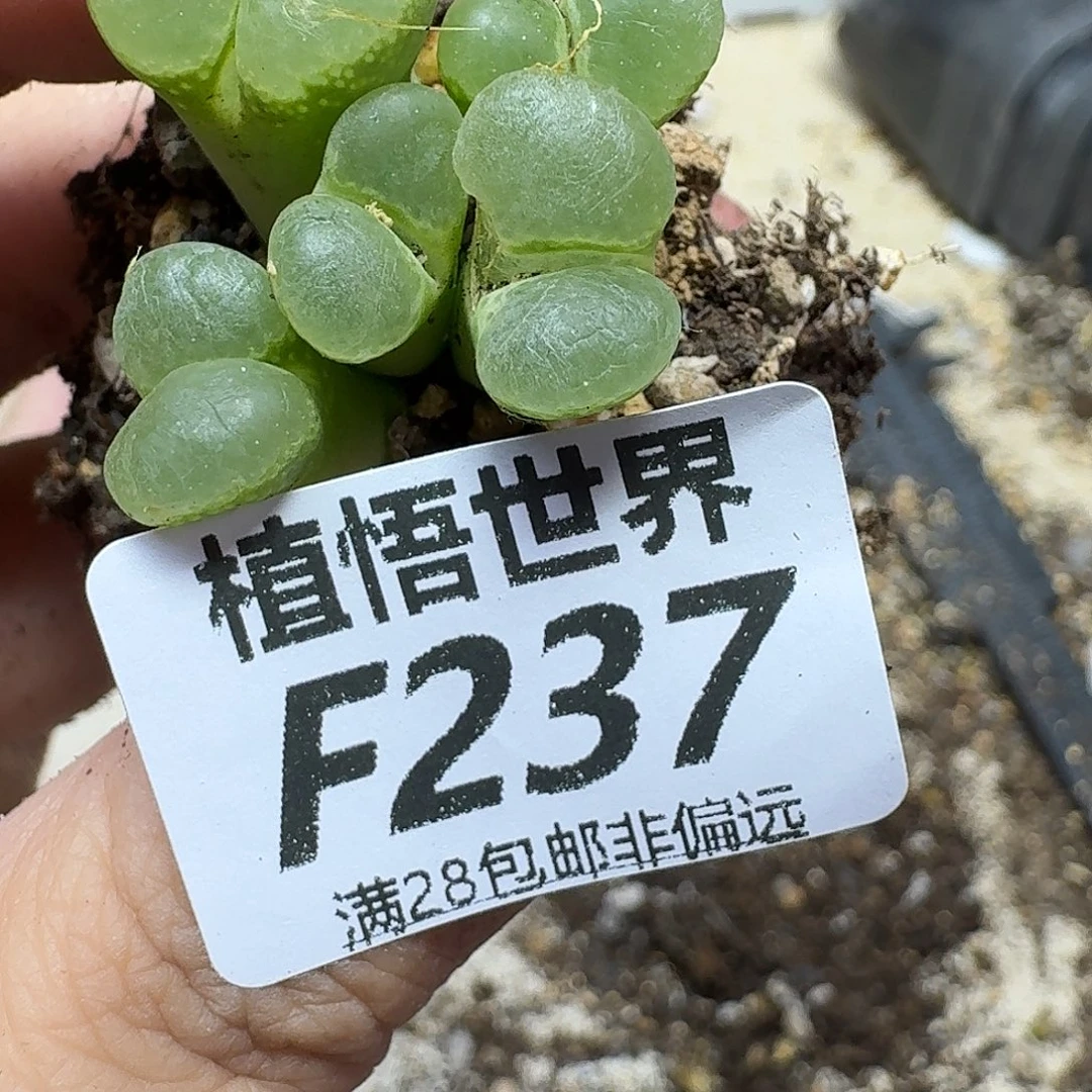 多肉植物的人生fb