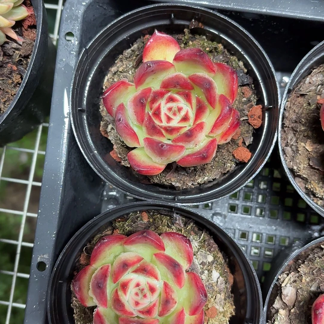 篝火单头10㎝盆参考