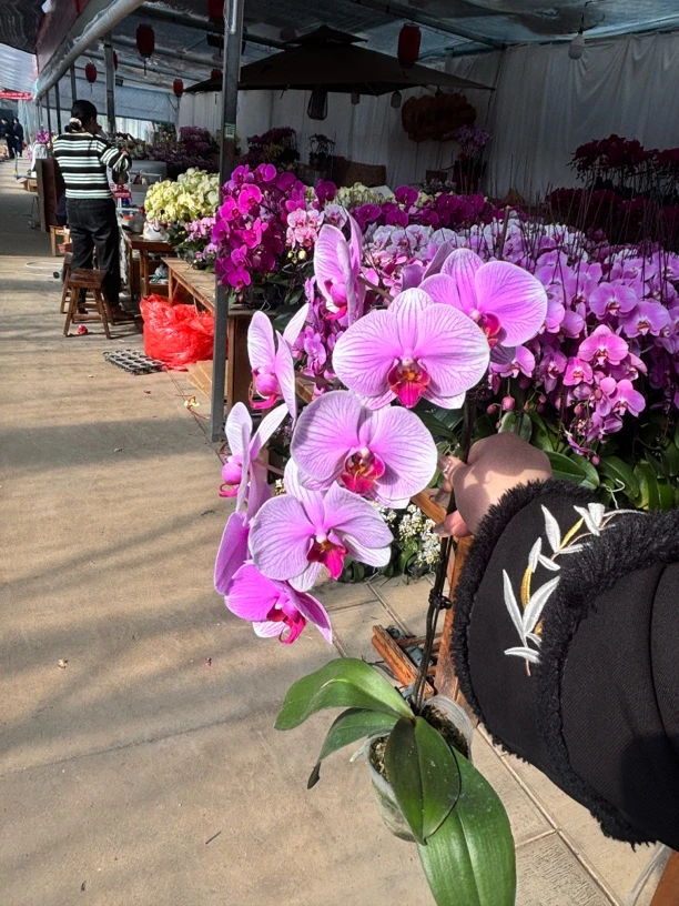 【海洋之心】精品蝴蝶兰（全花无花苞）粉色大花蝴蝶兰 室内高端花卉