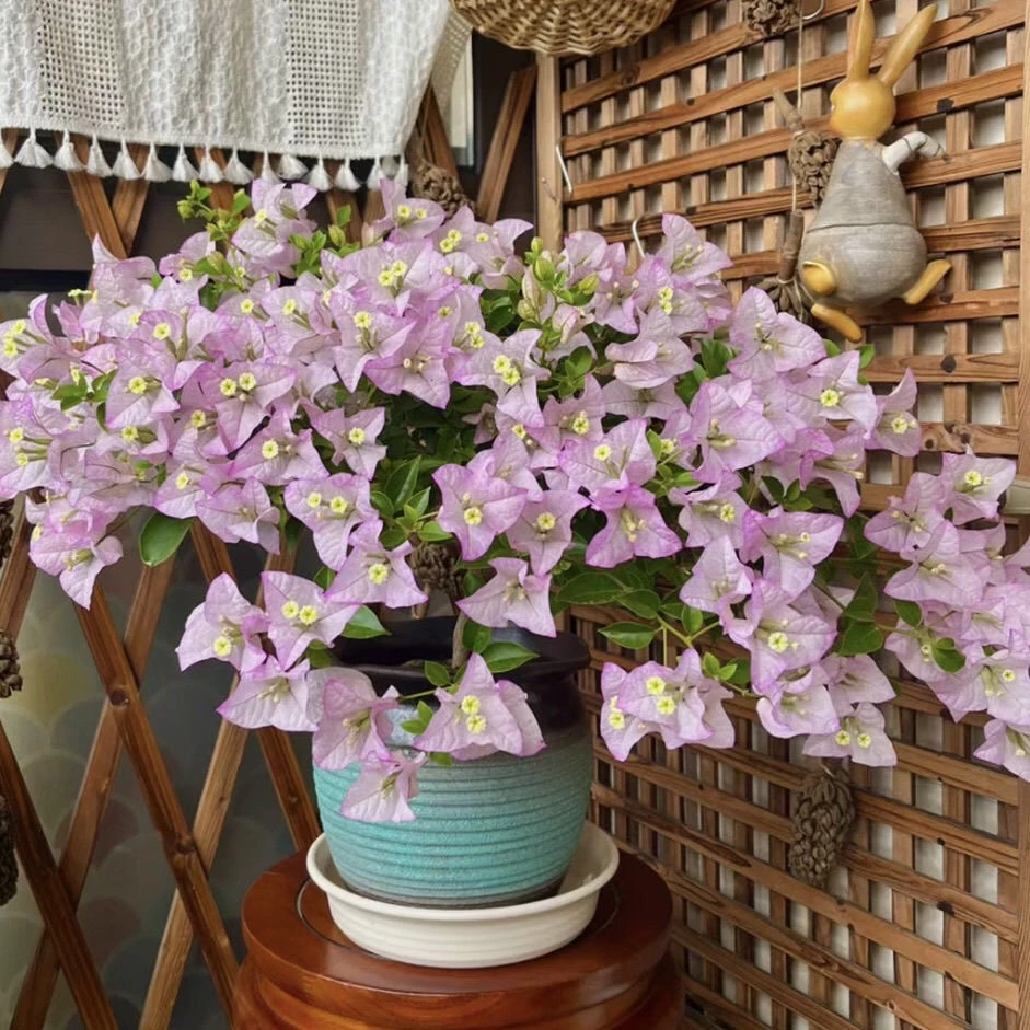 【丽娜】三角梅A四季阳台植物可垂丝勤花品种苗不带花非一物一拍