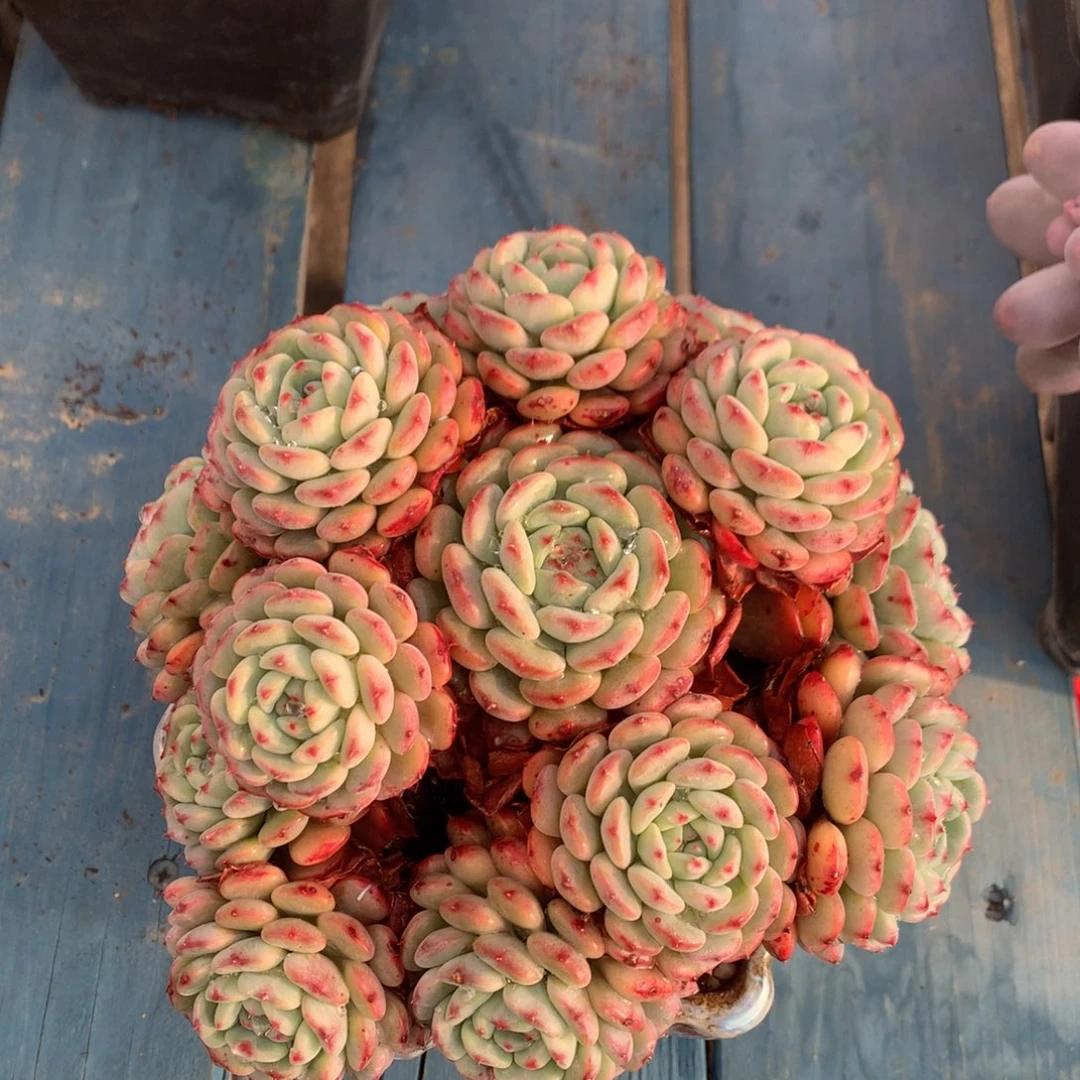 白胖子老桩无砍一物一拍