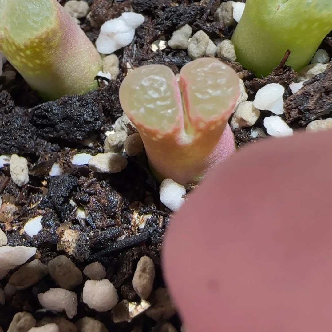 肉锥多肉植物百科25-粉樱533
