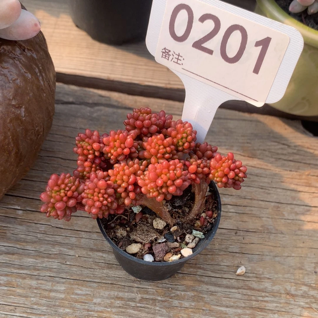 浆果缀化多肉植物