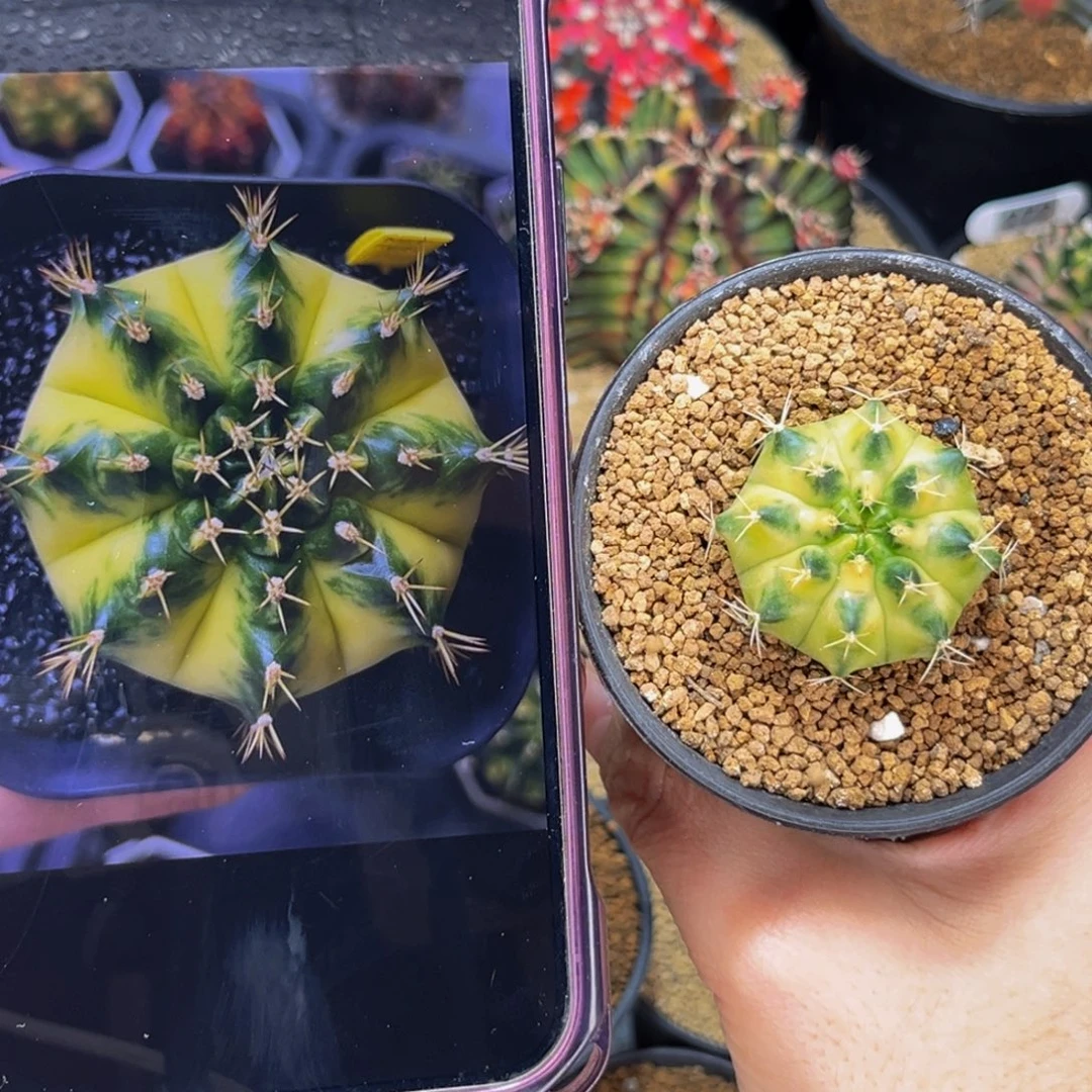 蜜月  米哈仙人球