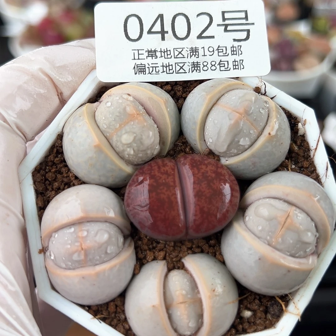 好养易活生石花大母本0402