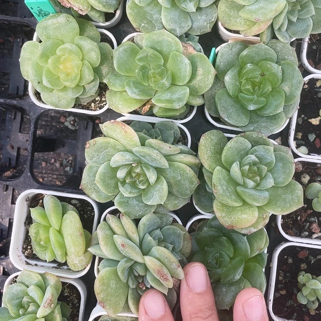 谪仙中苗盆6号床一个满25包邮