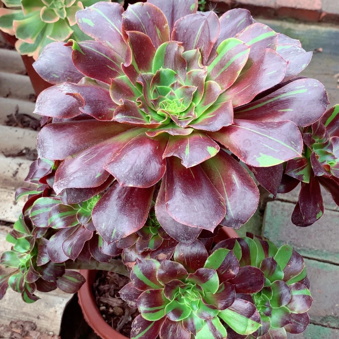 咖***啡花斑鹿，多肉植物的